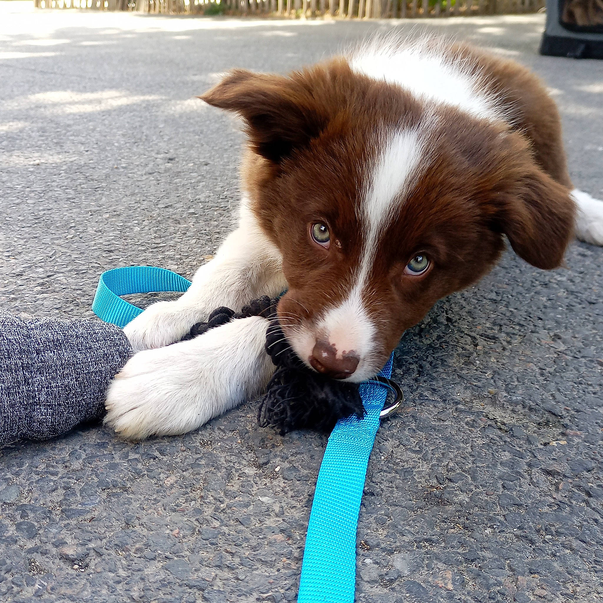 Taz participe au concours pour gagner de l'argent avec cette photo : australian_collie, australian_shepherd, border_collie, canidae, carnivore, companion_dog, dog, dog_breed, electric_blue, fur, grass, herding_dog, liver, puppy, road_surface, sporting_group, terrestrial_animal, whiskers, working_animal, working_dog