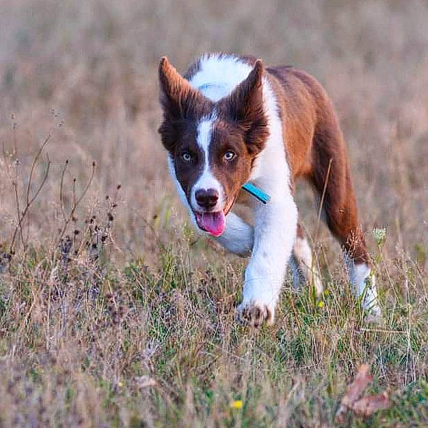 Taz a rejoint le concours — aidez-le/la à gagner de superbes lots ! canidae, carnivore, companion_dog, dog, dog_breed, fawn, fur, grass, grassland, herding_dog, hunting_dog, liver, natural_landscape, plant, snout, sporting_group, tail, terrestrial_animal, whiskers, working_dog