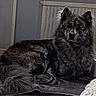 dog, indoor, blanket, fur, canine, pet, animal, resting, fluffy, brown, black, long_hair, lying_down, domestic, calm, portrait, muzzle, ears, tail, relaxed