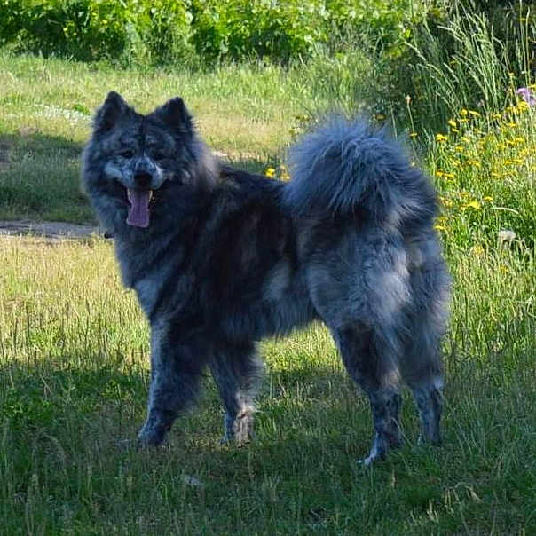 Aiko