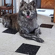Aiko participe au concours pour gagner de l'argent avec cette photo : dog, gray_dog, brindle, lying_down, indoor, floor, tile_floor, black_tiles, smiling_dog, wooden_chair, door, happy, pet, canine, fur, animal, household, resting, portrait, looking_at_camera