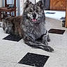 dog, gray_dog, brindle, lying_down, indoor, floor, tile_floor, black_tiles, smiling_dog, wooden_chair, door, happy, pet, canine, fur, animal, household, resting, portrait, looking_at_camera