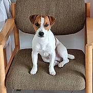 Baloo a rejoint le concours — aidez-le/la à gagner de superbes lots ! dog, puppy, jack_russell, sitting, chair, armchair, wooden_furniture, brown_and_white, short_hair, floppy_ears, white_chest, facial_markings, indoors, home, portrait, pet, animal, tile_floor, cushion, looking_at_camera