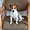 dog, puppy, jack_russell, sitting, chair, armchair, wooden_furniture, brown_and_white, short_hair, floppy_ears, white_chest, facial_markings, indoors, home, portrait, pet, animal, tile_floor, cushion, looking_at_camera