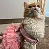 adorable, animal, carpet, cat, clothing, costume, curious, cute, domestic_animal, fluffy, furry, household, indoor, looking_up, orange_cat, pet, pink_dress, sitting, tutu, white_cat