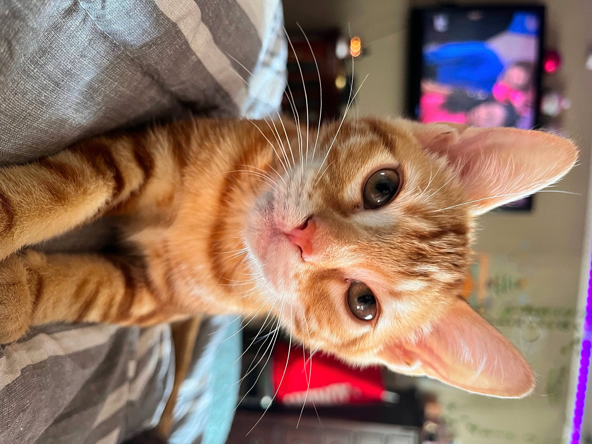 Fish is registered to the contest to win money with this photo: carnivore, cat, claw, comfort, domestic_short_haired_cat, ear, eyelash, fawn, felidae, foot, fur, nose, paw, small_to_medium_sized_cats, snout, tail, whiskers, window