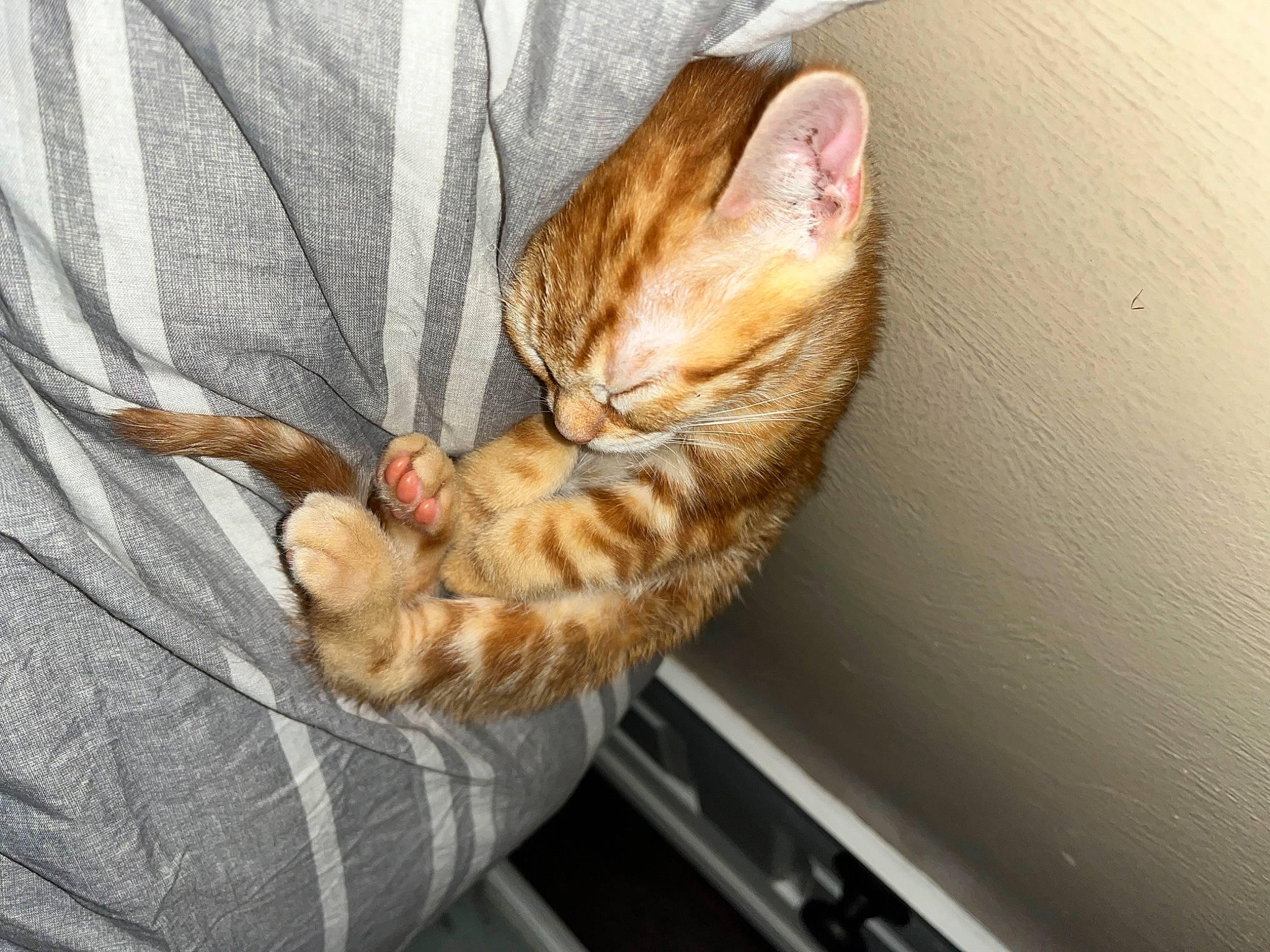 Fish joined the competition — help win amazing prizes! carnivore, cat, claw, comfort, domestic_short_haired_cat, ear, fawn, felidae, foot, fur, gesture, human_leg, nap, paw, small_to_medium_sized_cats, snout, tail, toe, whiskers, window