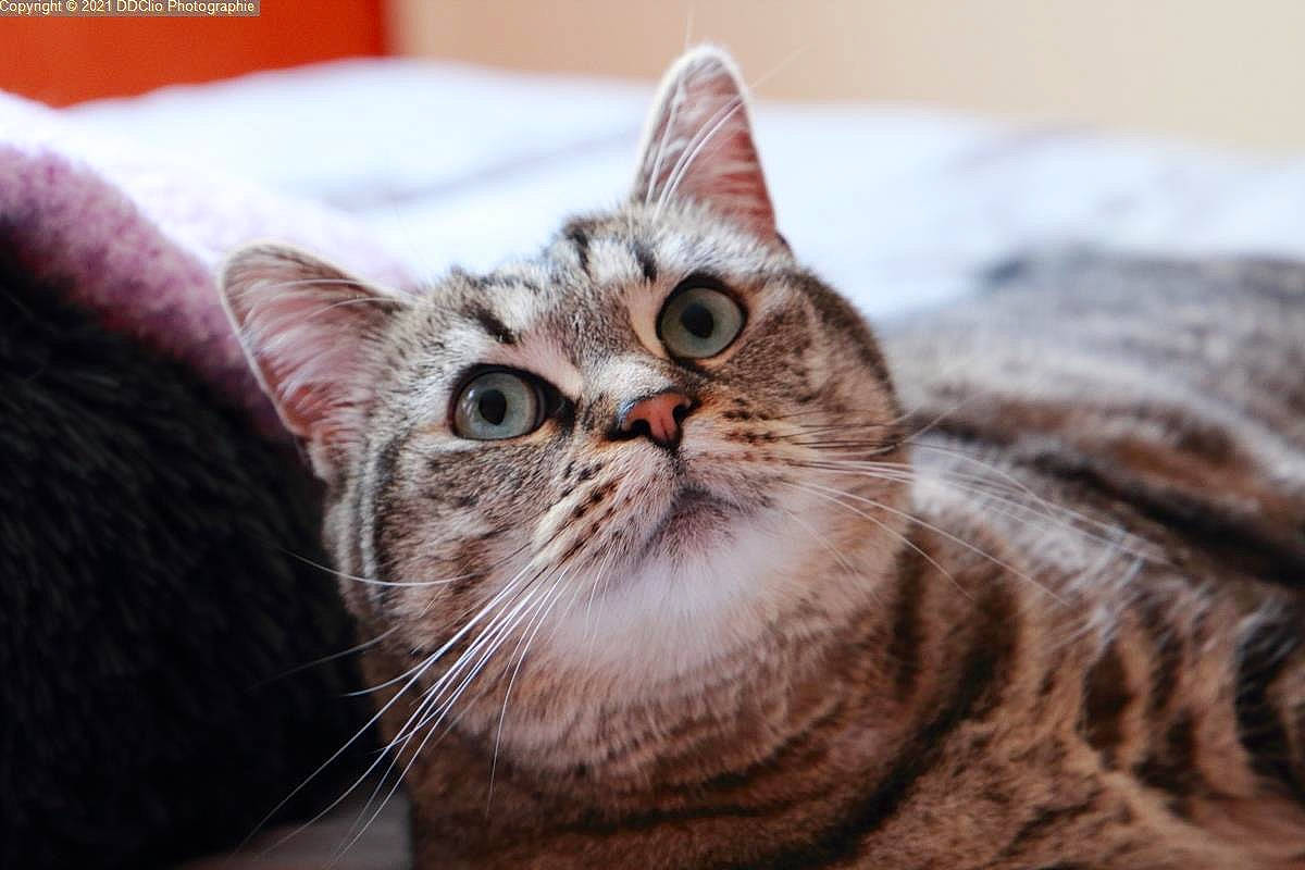 Olympe participe au concours pour gagner de l'argent avec cette photo : carnivore, cat, close_up, comfort, domestic_short_haired_cat, felidae, fur, paw, small_to_medium_sized_cats, snout, terrestrial_animal, whiskers, wildlife, wood