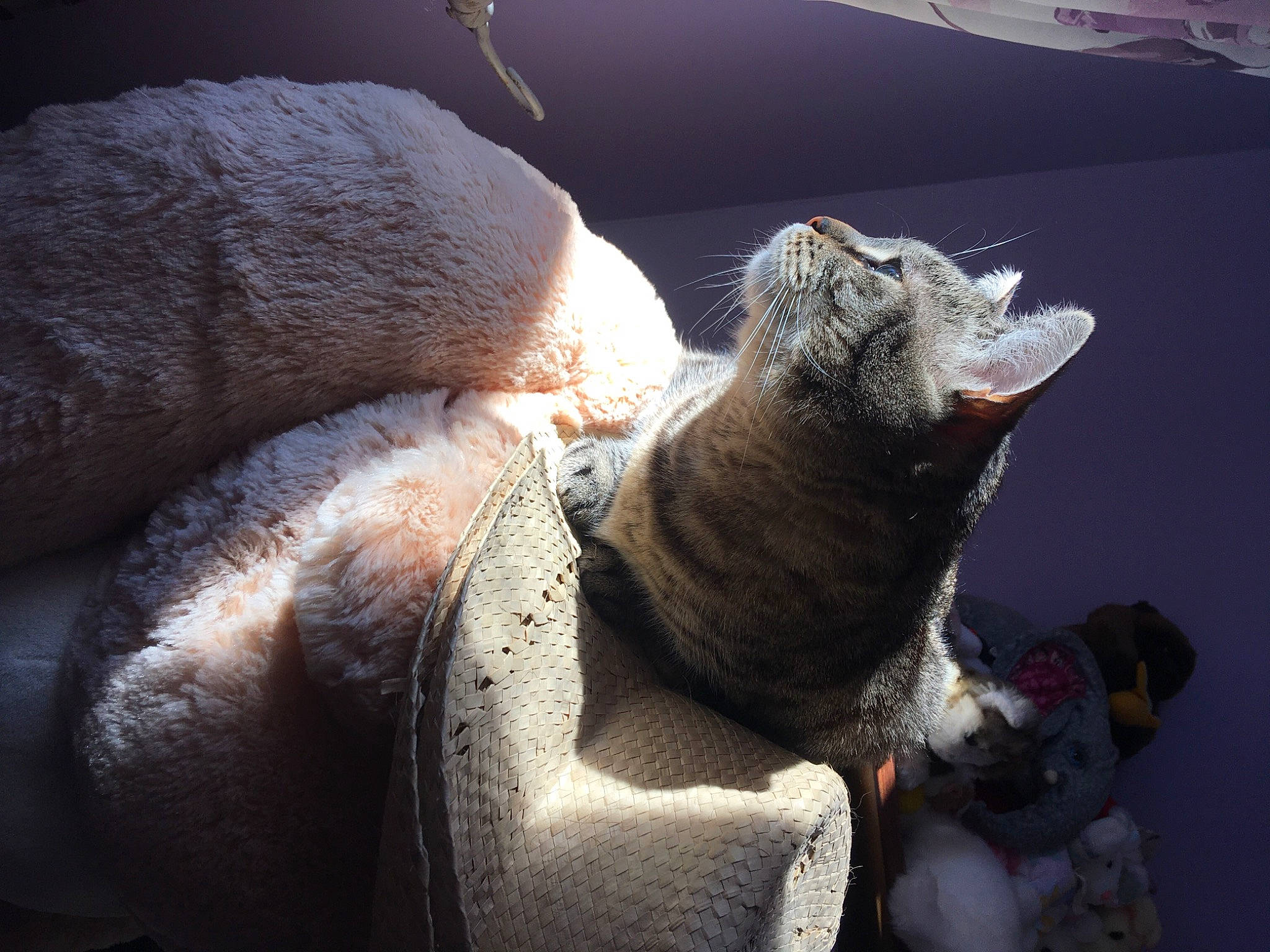 Olympe participe au concours pour gagner de l'argent avec cette photo : canidae, carnivore, comfort, domestic_short_haired_cat, eye, fawn, felidae, flowerpot, houseplant, iguania, koala, marsupial, paw, plant, small_to_medium_sized_cats, snout, tail, terrestrial_animal, whiskers, window