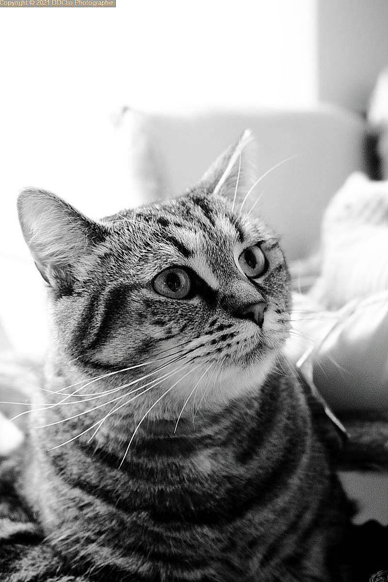 Olympe participe au concours pour gagner de l'argent avec cette photo : art, black_and_white, carnivore, cat, domestic_short_haired_cat, felidae, fur, grey, mammal, monochrome, monochrome_photography, sand, sitting, small_to_medium_sized_cats, snout, stock_photography, terrestrial_animal, whiskers, wildlife, window