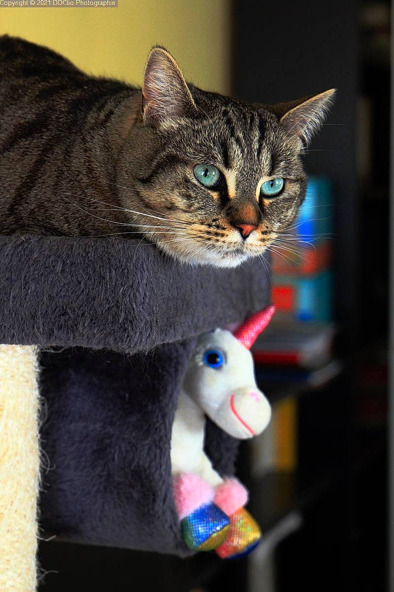 Olympe a rejoint le concours — aidez-le/la à gagner de superbes lots ! art, carmine, carnivore, cat, domestic_short_haired_cat, electric_blue, fashion_accessory, felidae, fur, grey, pattern, paw, small_to_medium_sized_cats, snout, tail, thread, toy, whiskers, window, woolen