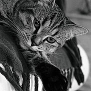 Olympe participe au concours pour gagner de l'argent avec cette photo : asian, black_and_white, carnivore, cat, domestic_short_haired_cat, dragon_li, ear, european_shorthair, eye, felidae, fur, kitten, monochrome, monochrome_photography, photography, small_to_medium_sized_cats, snout, style, tabby_cat, whiskers