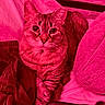 Baysa is registered to the contest to win money with this photo:
