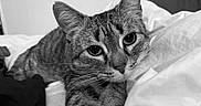 Baysa is registered to the contest to win money with this photo: animal, bed, black_and_white, blanket, cat, close_up, cozy, cute, feline, fur, indoor, monochrome, paw, pet, portrait, relaxed, resting, sleepy, tabby, whiskers