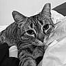 animal, bed, black_and_white, blanket, cat, close_up, cozy, cute, feline, fur, indoor, monochrome, paw, pet, portrait, relaxed, resting, sleepy, tabby, whiskers