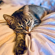 Baysa is registered to the contest to win money with this photo: animal, bed, blanket, cat, closeup, cute, domestic, feline, fur, indoor, paw, pet, portrait, relaxed, resting, sleepy, soft_lighting, tabby, whiskers, young_cat