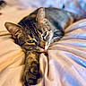 animal, bed, blanket, cat, closeup, cute, domestic, feline, fur, indoor, paw, pet, portrait, relaxed, resting, sleepy, soft_lighting, tabby, whiskers, young_cat