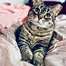animal, bed, cat, companion, cozy, curious, cute, domestic, feline, fur, indoor, mammal, paws, pet, portrait, relaxed, resting, sleepy, tabby, whiskers