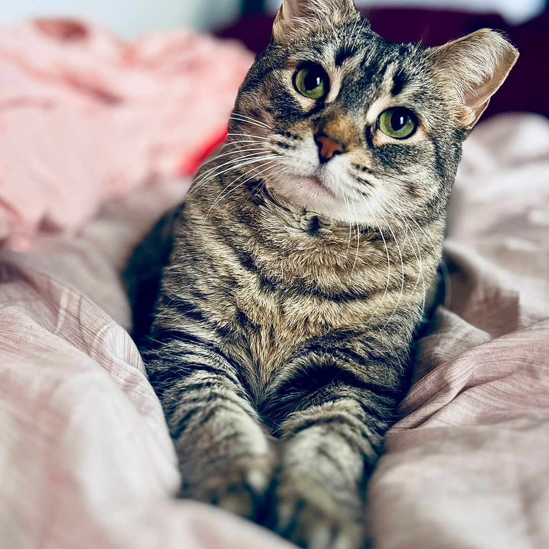 Baysa
