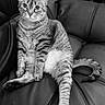 Baysa is registered to the contest to win money with this photo: animal, black_and_white, cat, closeup, companion, cozy, curious_eyes, cute, feline, fur, household, indoor, leather_couch, pet, portrait, relaxed, sitting, tabby_cat, tail, whiskers
