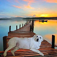 Ricky participe au concours pour gagner de l'argent avec cette photo : animal, boat, calm, clouds, dog, evening, lake, landscape, nature, outdoor, peaceful, reflection, relaxation, scenic, sky, sunset, tranquility, water, white_dog, wooden_pier