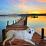 animal, boat, calm, clouds, dog, evening, lake, landscape, nature, outdoor, peaceful, reflection, relaxation, scenic, sky, sunset, tranquility, water, white_dog, wooden_pier