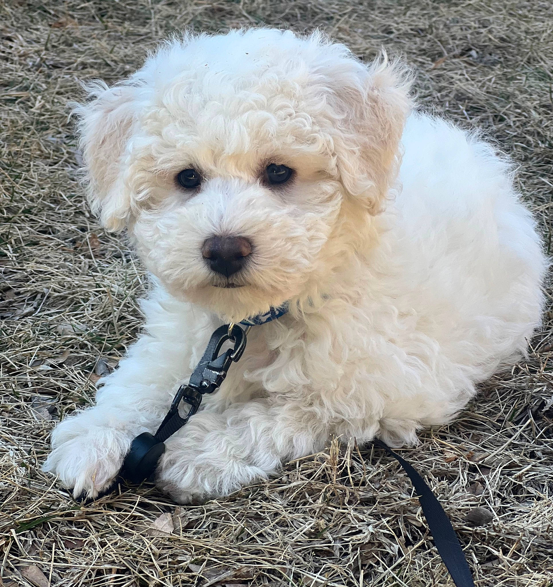 Atlas is registered to the contest to win money with this photo: canidae, carnivore, companion_dog, dog, dog_breed, dog_collar, fur, goldendoodle, grass, labradoodle, maltepoo, non_sporting_group, poodle, small_terrier, snout, sporting_group, terrier, toy_dog, water_dog, working_animal
