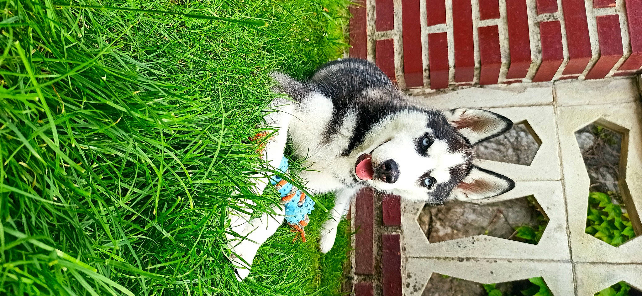 Sky participe au concours pour gagner de l'argent avec cette photo : ancient_dog_breeds, canidae, canis, carnivore, companion_dog, dog, dog_breed, fur, grass, grassland, groundcover, plant, recreation, siberian_husky, sled_dog, sporting_group, tail, terrestrial_animal, wolf, working_dog