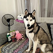 Sky participe au concours pour gagner de l'argent avec cette photo : animal, black, blanket, couch, curtains, dog, fan, folded_clothes, furniture, gray, home, indoor, pet, pet_food, pillow, pink_toy, siberian_husky, sitting, toy, white