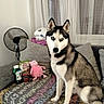 animal, black, blanket, couch, curtains, dog, fan, folded_clothes, furniture, gray, home, indoor, pet, pet_food, pillow, pink_toy, siberian_husky, sitting, toy, white