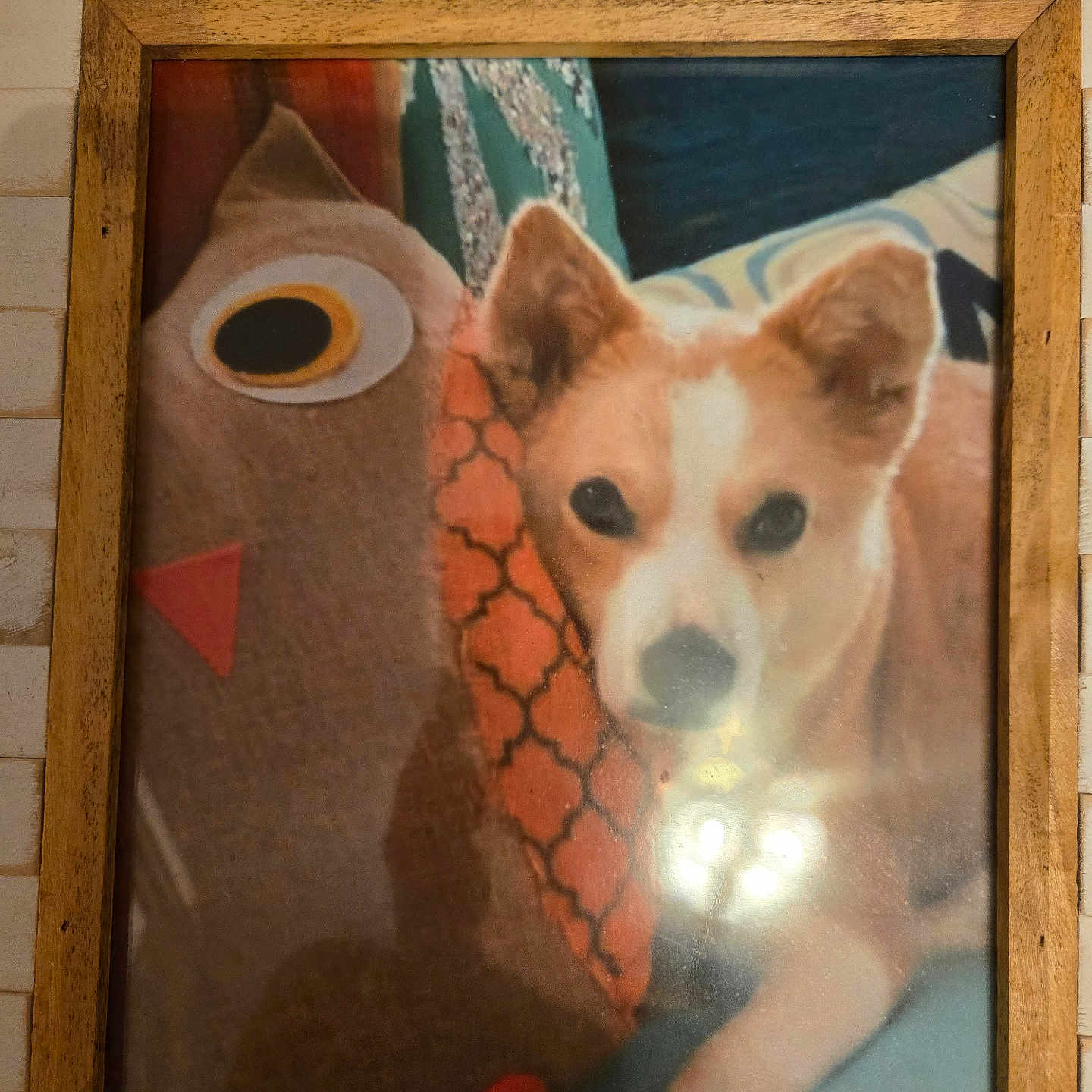 Joey is registered to the contest to win money with this photo: dog, cartoon_character, framed_picture, wooden_frame, wall, indoor, portrait, tan_dog, white_dog, brown_character, large_eyes, staring, curious, funny, artwork, home_decor, photograph, glass_glare, vintage, animal