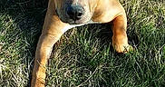 Maddy joined the competition — help win amazing prizes! adorable, animal, brown, canine, cute, daylight, dog, ear_flop, friendly, grass, laying, nature, outdoor, pet, playful, puppy, relaxed, summer, sunlight, young