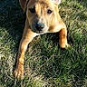 adorable, animal, brown, canine, cute, daylight, dog, ear_flop, friendly, grass, laying, nature, outdoor, pet, playful, puppy, relaxed, summer, sunlight, young