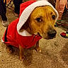 Maddy is registered to the contest to win money with this photo: animal, carpet, casual, cigarette, cozy, dog, expression, floor, footwear, furniture, hand, heater, holiday_clothing, hoodie, indoor, person, pet, red_clothing, socks, warm
