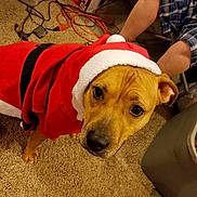 Maddy is registered to the contest to win money with this photo: animal, brown_dog, carpet, christmas, container, costume, cute, dog, dog_food, domestic, festive, floor, holiday, indoor, looking_up, person, pet, plaid_shorts, red_clothing, santa_costume