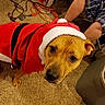 animal, brown_dog, carpet, christmas, container, costume, cute, dog, dog_food, domestic, festive, floor, holiday, indoor, looking_up, person, pet, plaid_shorts, red_clothing, santa_costume