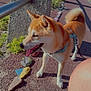 Snoopie participe au concours pour gagner de l'argent avec cette photo : dog, shiba_inu, pet, outdoor, sidewalk, concrete_barrier, stone, colorful_stones, harness, sunny_day, beach, path, leash, tongue_out, happy, canine, walking, nature, blue_harness, shadow