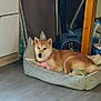 Snoopie participe au concours pour gagner de l'argent avec cette photo : dog, shiba_inu, pet_bed, vacuum_cleaner, folding_chairs, floor, indoor, household, relaxed, brown_dog, cushion, toy, wooden_beam, cabinet, clean_floor, corner, domestic, pet, resting, comfortable
