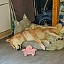 dog, shiba_inu, sleeping, pet_bed, floor, plush_toy, cat_pillow, vacuum_cleaner, chair, indoor, resting, collar, wooden_furniture, home, relaxation, cute, animal, pet, cozy, calm