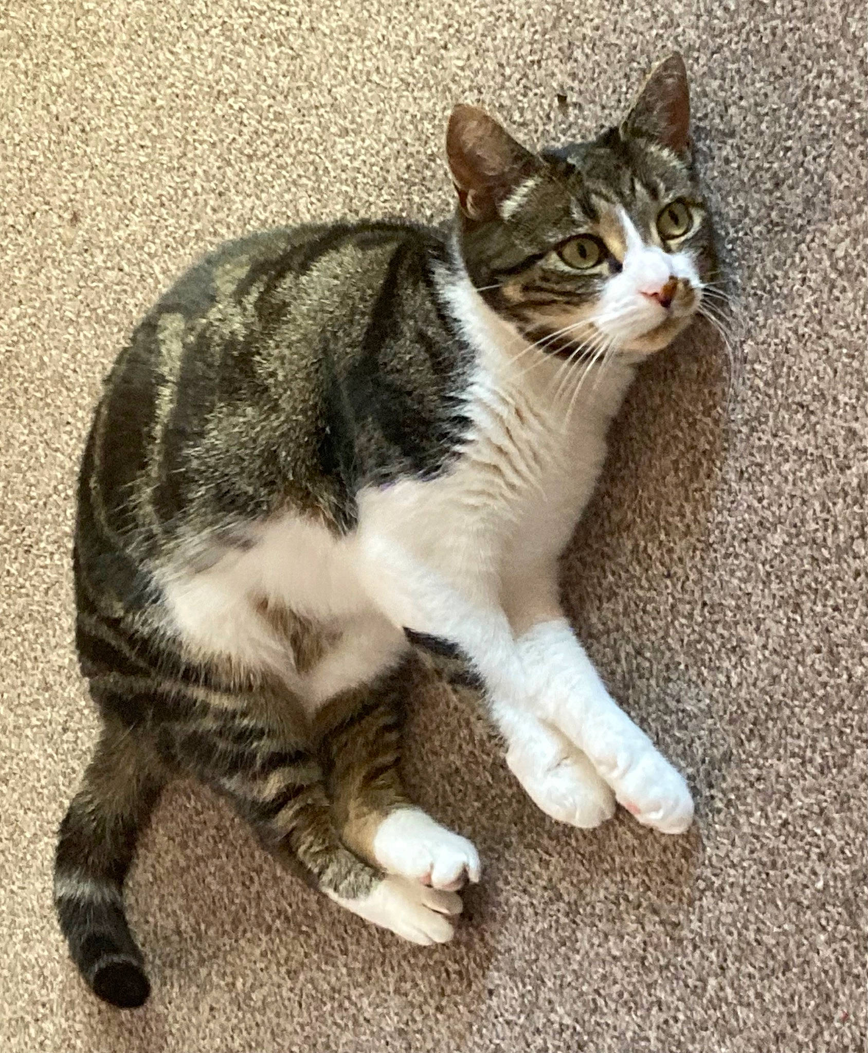 Jazz is registered to the contest to win money with this photo: carnivore, cat, claw, domestic_short_haired_cat, felidae, foot, fur, paw, road_surface, sitting, small_to_medium_sized_cats, snout, tail, terrestrial_animal, whiskers