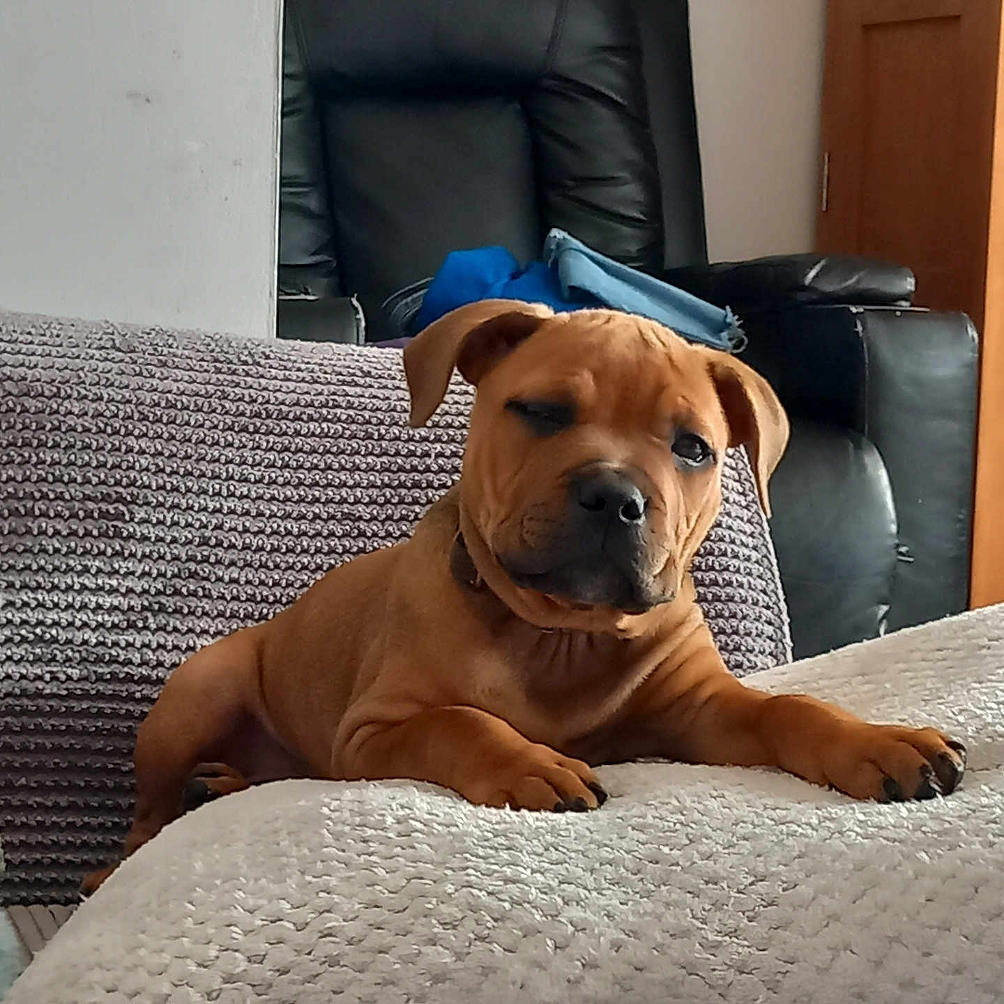 Tyson is registered to the contest to win money with this photo: animal, architecture, armchair, building, bulldog, canine, chair, couch, cushion, dog, furniture, homedecor, hound, indoors, interiordesign, livingroom, pet, pitbull, puppy, room