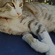 Cricket joined the competition — help win amazing prizes! cat, tabby, yellow_eyes, relaxed, lounging, fur, whiskers, paw, lock_screen, time_display, date_display, indoor, cage_background, pet, animal, close_up, portrait, domestic_cat, resting, calm