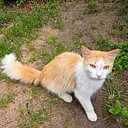 Willow joined the competition — help win amazing prizes! cat, orange_and_white, fur, tail, grass, dirt, outdoor, animal, pet, whiskers, ears, eyes, nature, ground, curious, mammal, small_animal, domestic_cat, walking, alert