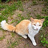 alert, animal, cat, curious, dirt, domestic_cat, ears, eyes, fur, grass, ground, mammal, nature, orange_and_white, outdoor, pet, small_animal, tail, walking, whiskers