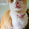 Willow joined the competition — help win amazing prizes! cat, orange_and_white, pet, animal, collar, indoor, curious, feline, whiskers, ears, sitting, close_up, domestic, fur, cute, portrait, looking_up, pink_collar, face, alert