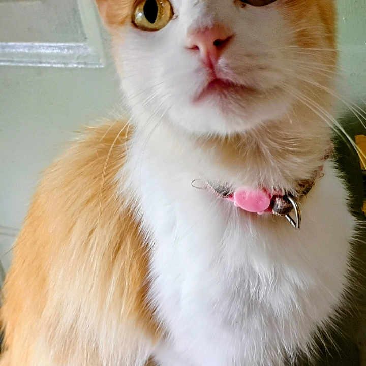 Willow joined the competition — help win amazing prizes! cat, orange_and_white, pet, animal, collar, indoor, curious, feline, whiskers, ears, sitting, close_up, domestic, fur, cute, portrait, looking_up, pink_collar, face, alert