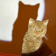 Aïna a rejoint le concours — aidez-le/la à gagner de superbes lots ! cat, feline, heterochromia, shadow, light_spot, brown_fur, whiskers, indoor, pet, animal, curious, close_up, portrait, sitting, cozy, soft_light, warm_colors, unique_eyes, furry, domestic_cat