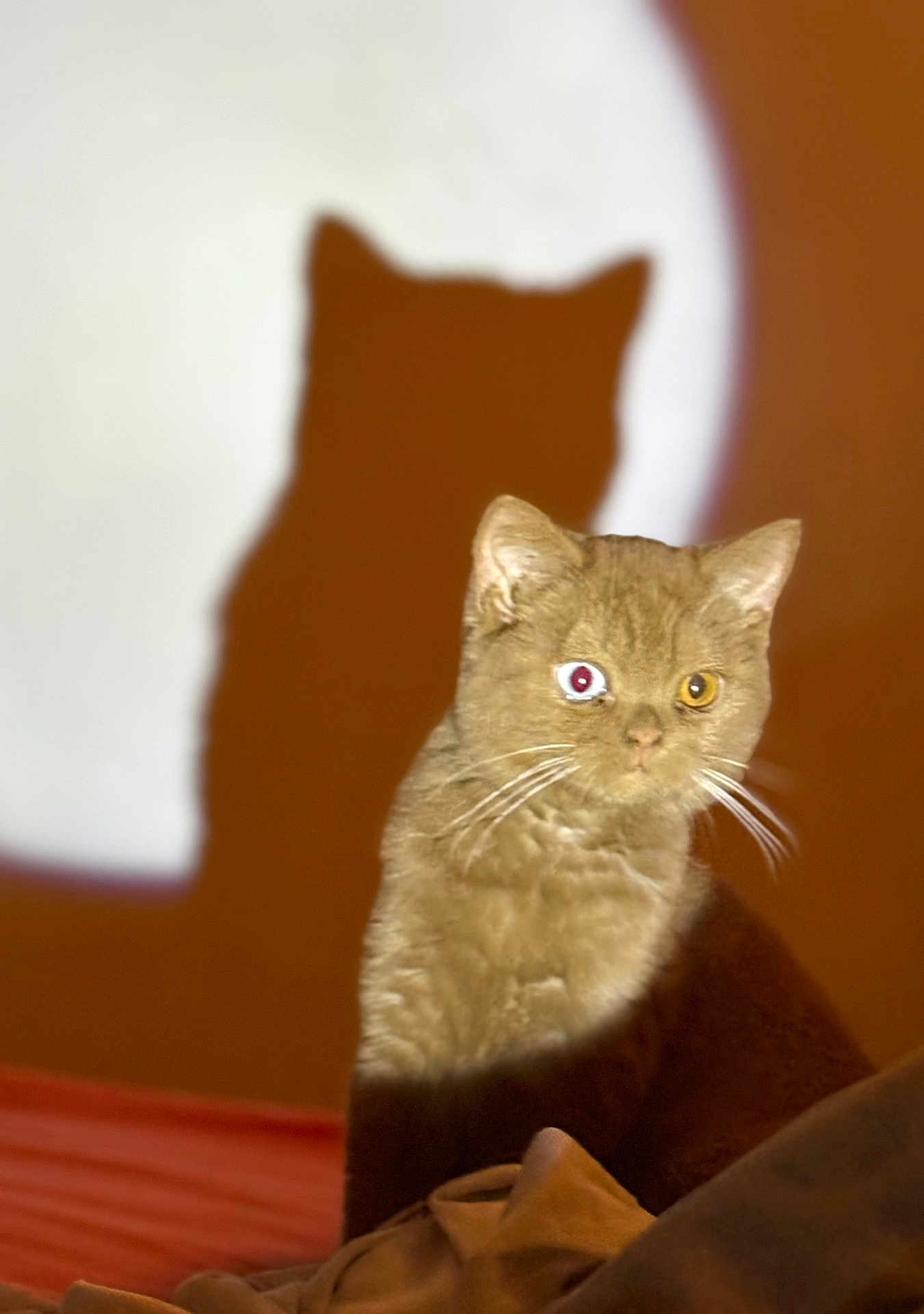 Aïna a rejoint le concours — aidez-le/la à gagner de superbes lots ! cat, feline, heterochromia, shadow, light_spot, brown_fur, whiskers, indoor, pet, animal, curious, close_up, portrait, sitting, cozy, soft_light, warm_colors, unique_eyes, furry, domestic_cat