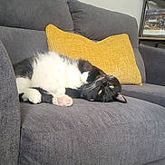 Beebo is registered to the contest to win money with this photo: cat, black_and_white, couch, yellow_pillow, indoor, pet, relaxed, feline, home, cozy, upside_down, fur, whiskers, paw, living_room, furniture, domestic_animal, resting, cute, animal