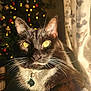 Beebo is registered to the contest to win money with this photo: cat, tuxedo_cat, close_up, golden_eyes, whiskers, collar, tag, sunlight, window, curtain, christmas_tree, decorations, lights, indoor, pet, animal, feline, black_and_white, cozy, holiday